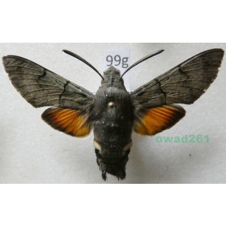 Macroglossum stellatarum (Linnaeus, 1758) Fruczak gołąbek Poland99g